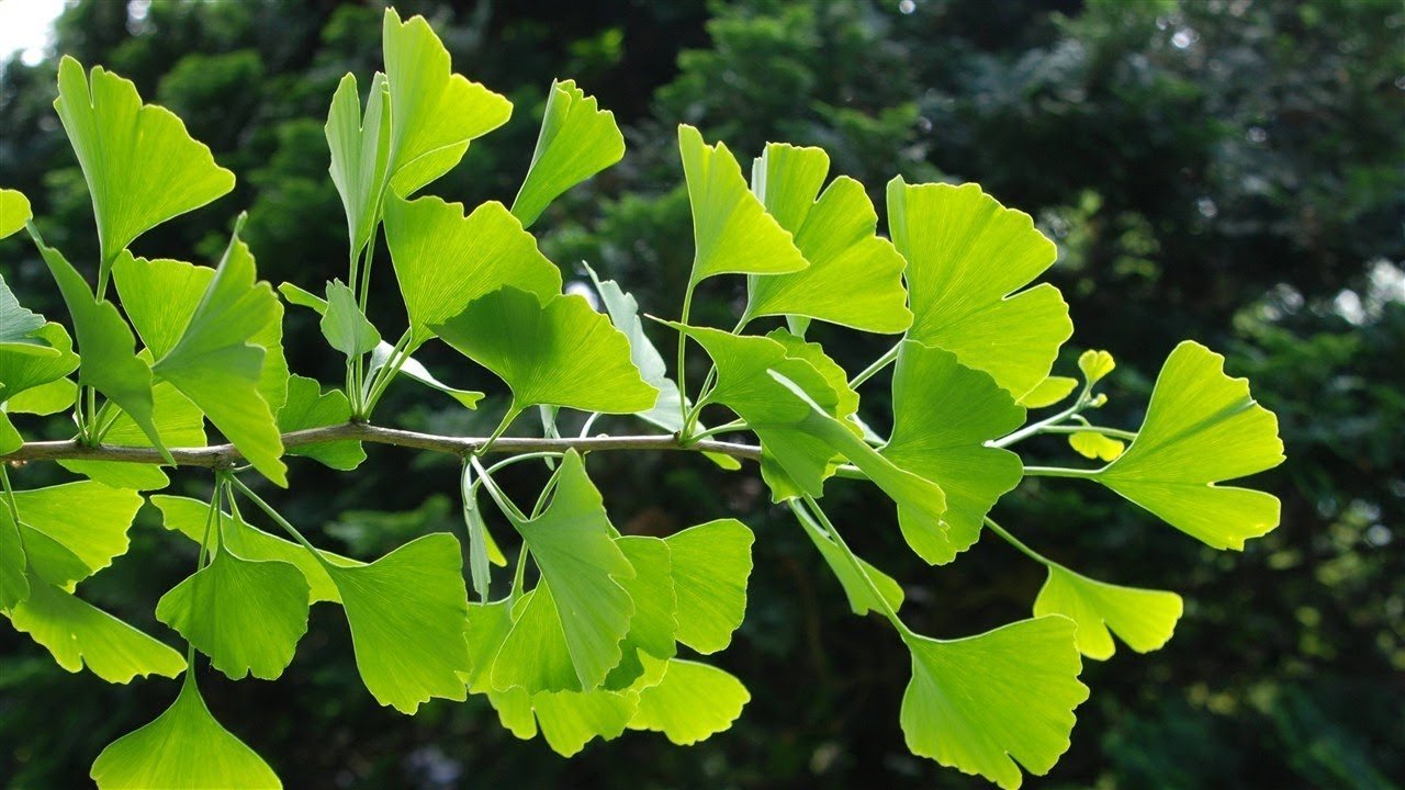 Ginkgo Biloba Para Que Sirve Propiedades Beneficios