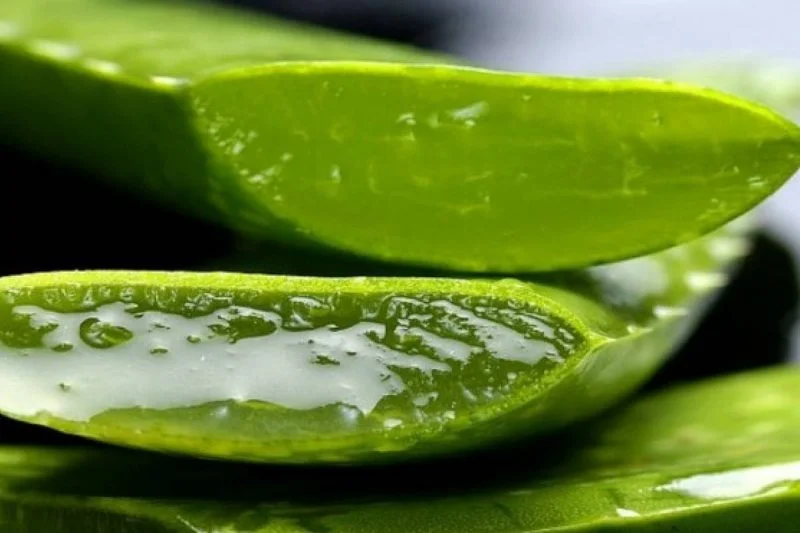 aloe vera antibiótico