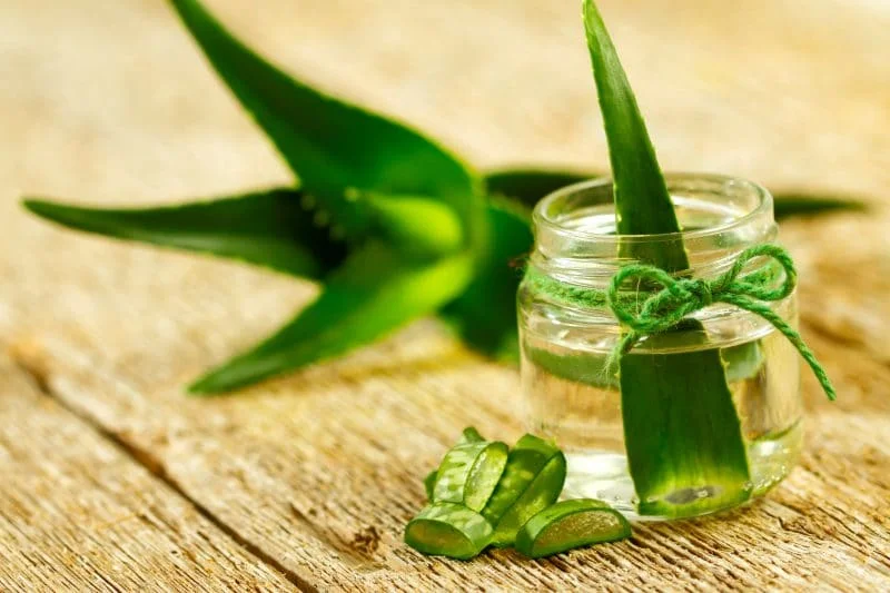 aloe vera para enfermedades respiratorias