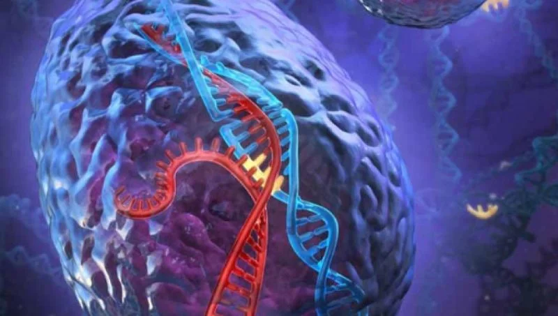 bayas de acai estimulan la función cerebral