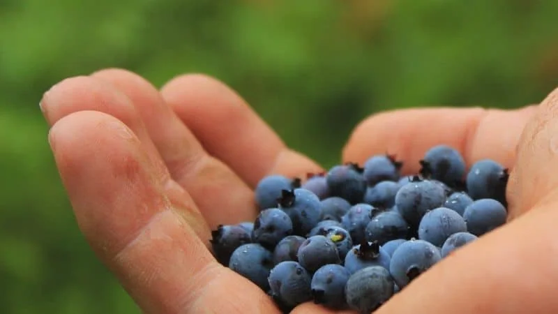 como es la fruta acai