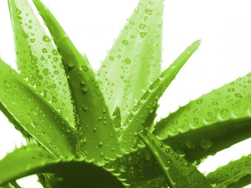 definición de aloe vera