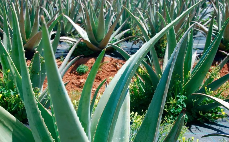 historia del aloe vera