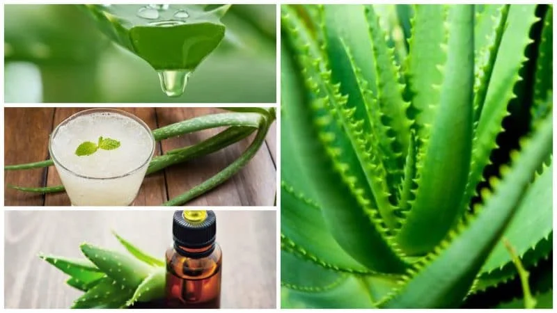información nutricional del aloe vera