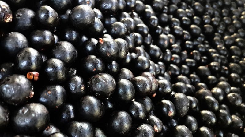 propiedades depurativas del acai berry