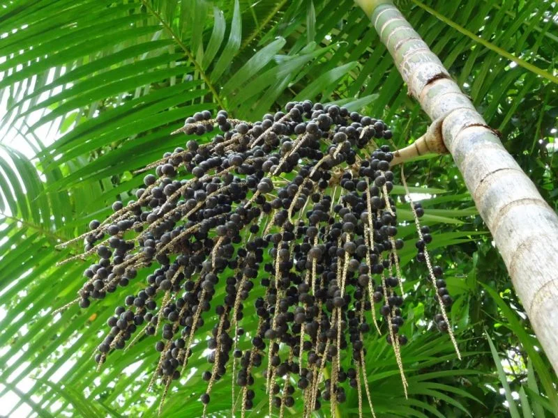 Qué es el acai berry