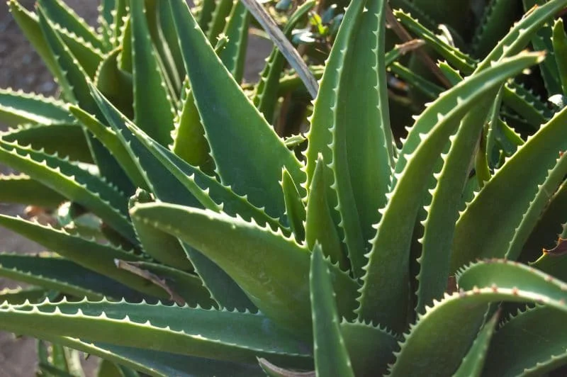 tipos de aloe vera o sábila