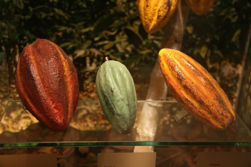 tipos de cacao