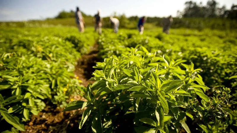 cómo cultivar stevia en casa