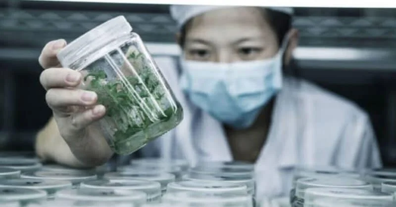contraindicaciones de la stevia