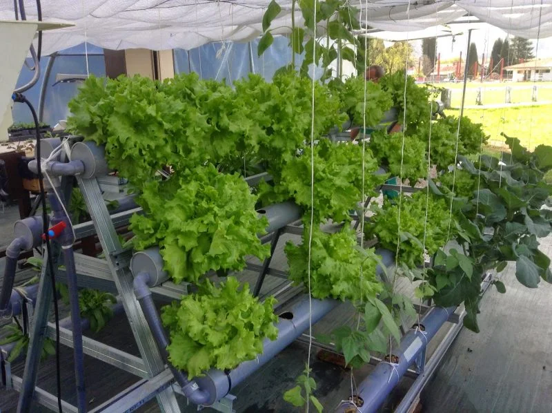 cultivo de kale hidropónico
