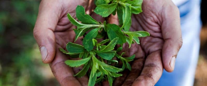 cultivo de stevia hidropónica