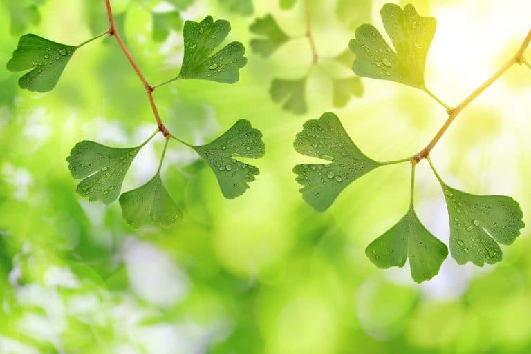 Ginkgo Biloba Para Que Sirve Propiedades Beneficios Contraindicaciones Y M S