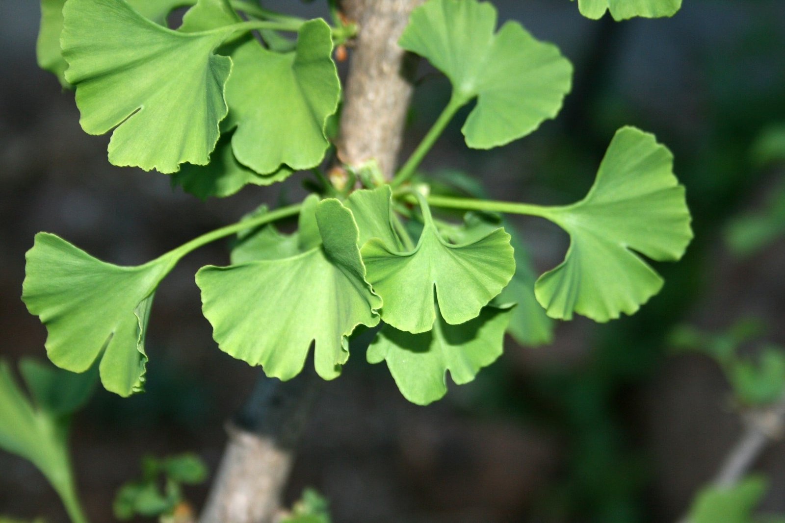 Ginkgo Biloba Para que sirve, propiedades, beneficios