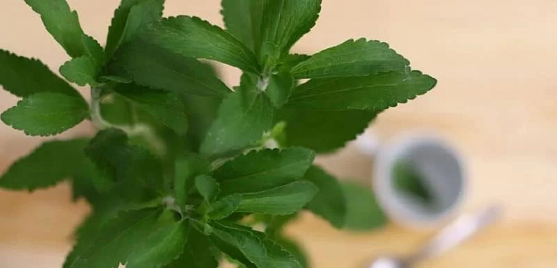 stevia para el malestar estomacal