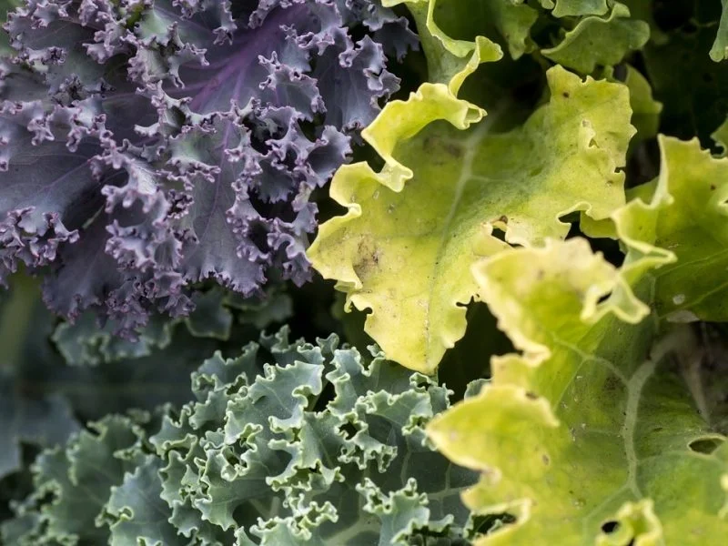 tipos de kale