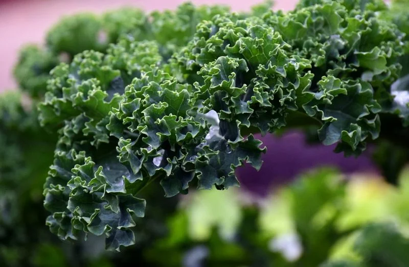 tipos de kale kale rizado berza