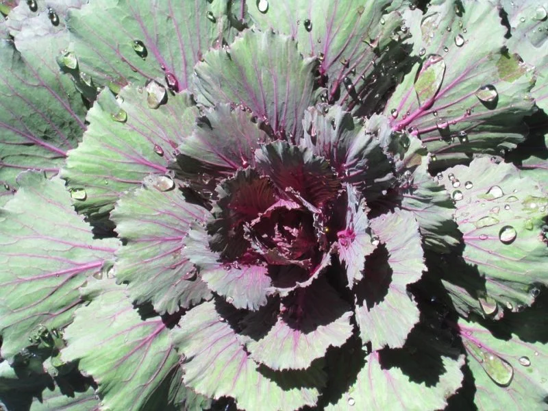tipos de kale kale ruso rojo