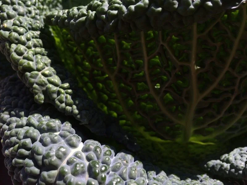 tipos de kale kale toscano o dinosaurio